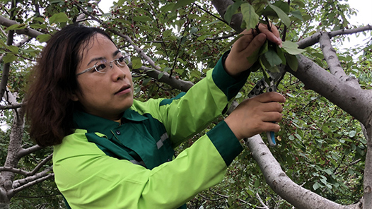 工匠汇·第二届北京大工匠｜真拼！为让北京冬天见绿，下大雨人都往家跑，她却冲出去护苗