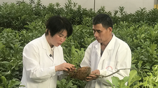 工匠汇·2021年广西工匠 | 曾少兰：为沙田柚种植插上科技翅膀