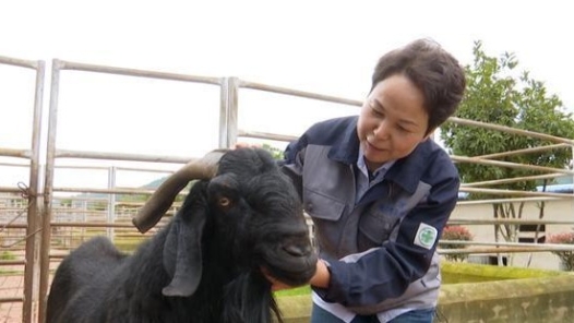 工匠汇·2019年云岭工匠 | 洪琼花：高原“羊妈妈”