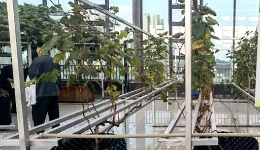 一座“空中菜园”的“双碳”之路